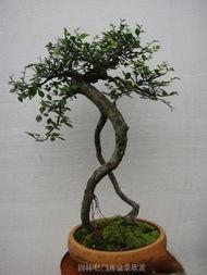 盆景视频,一木一石间，领略东方美学韵味