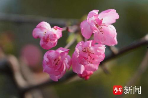 海棠视频,探寻视觉艺术的魅力之旅