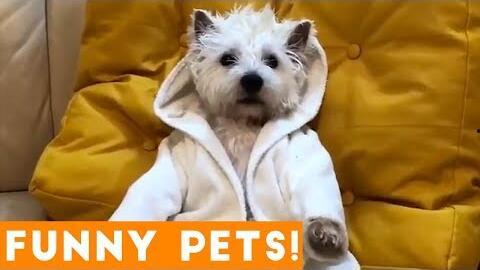 可爱小狗狗的视频,小狗狗视频集锦