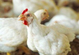 白羽鸡养殖技术视频,视频教程深度解析